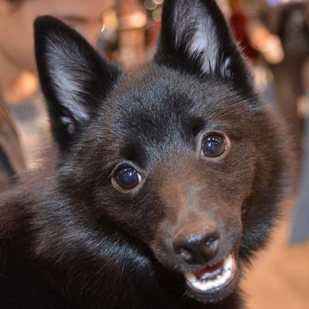 Meet your Posher, Marcy